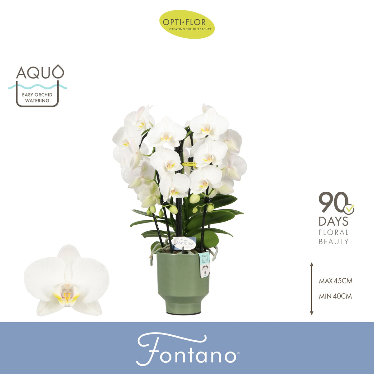 Phalaenopsis white 50cm 12cm Pot