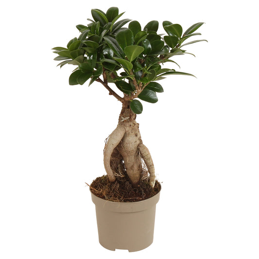 Ficus Ginseng 30cm 9cm Pot