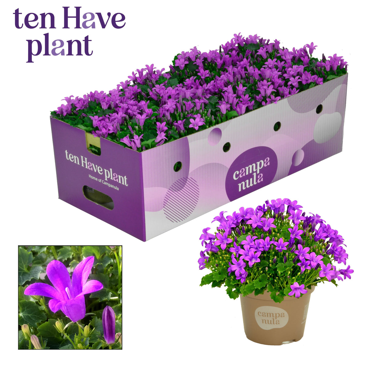 Campanula Porto 17cm 11cm Pot