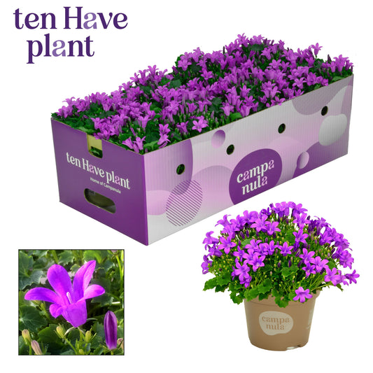 Campanula Porto 17cm 11cm Pot