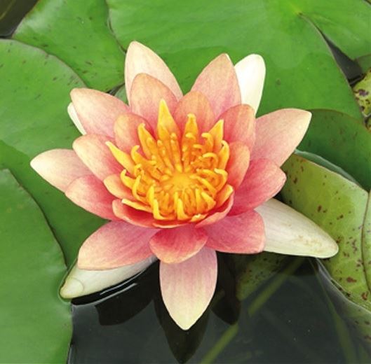 Nymphaea Aurora 30cm 18cm Pot