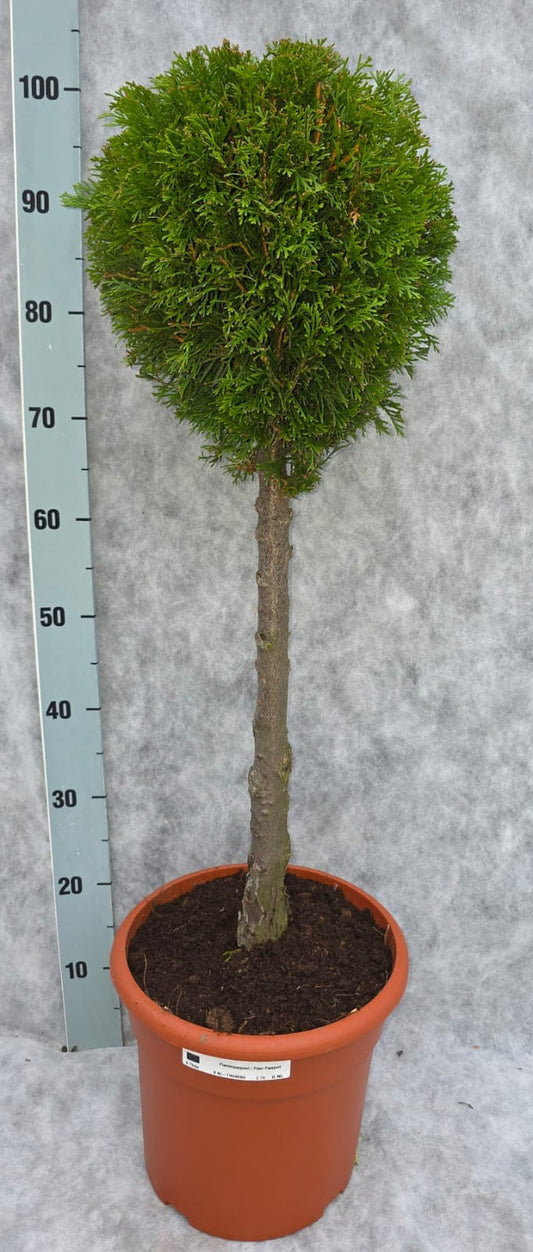Thuja occidentalis Smaragd 100cm 26cm Pot