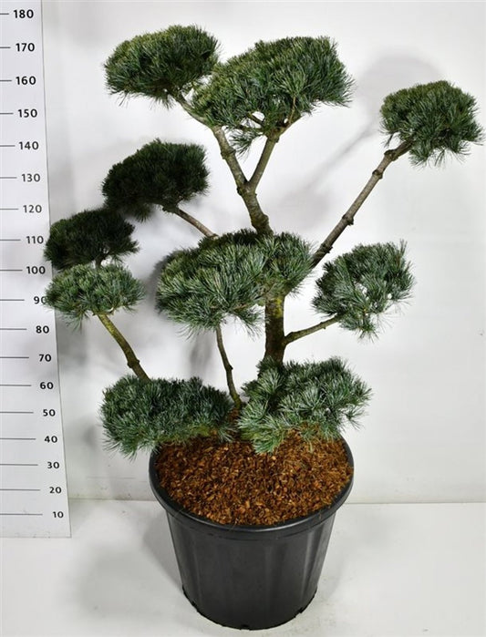 Pinus par. Negishi 175cm 60cm Pot
