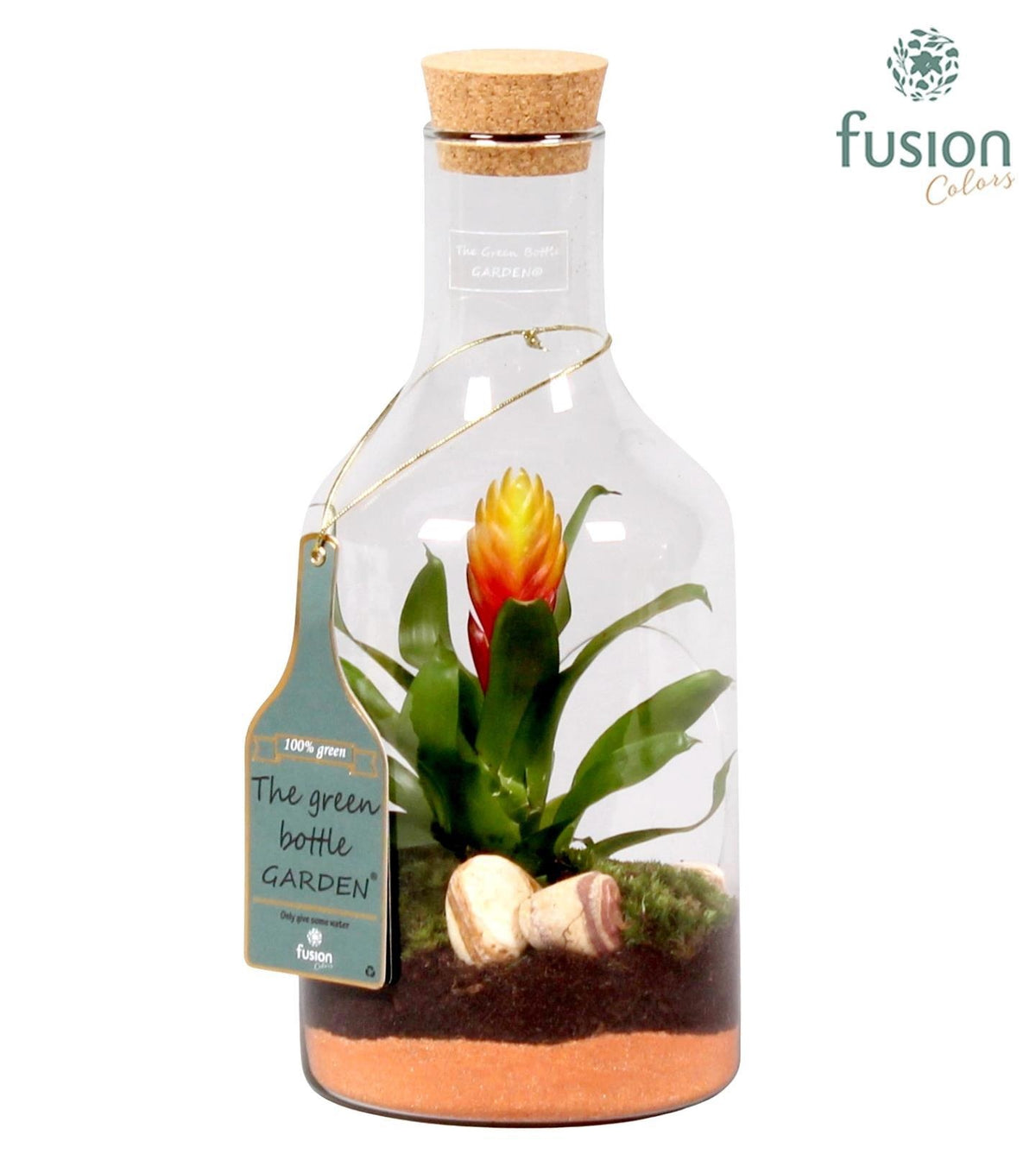 arr. Bromelia 35cm 15cm Pot