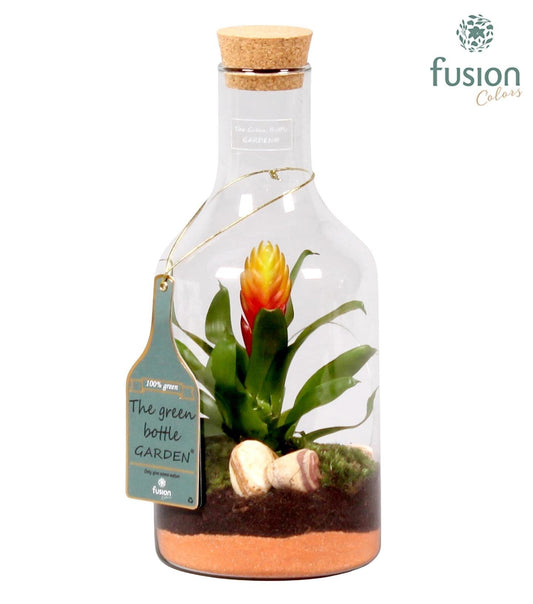 arr. Bromelia 35cm 15cm Pot