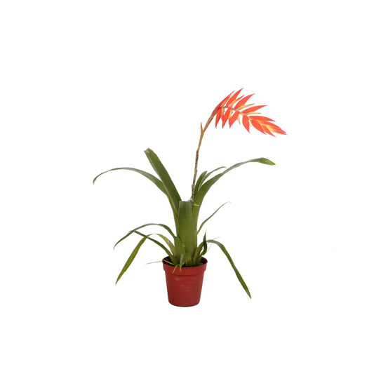 Tillandsia dyeriana 30cm 505cm Pot
