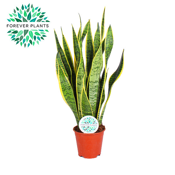 Sansevieria Laurentii 50cm 14cm Pot