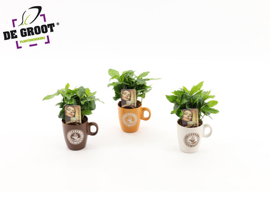 Coffea arabica in coffee mug 25cm 9cm Pot