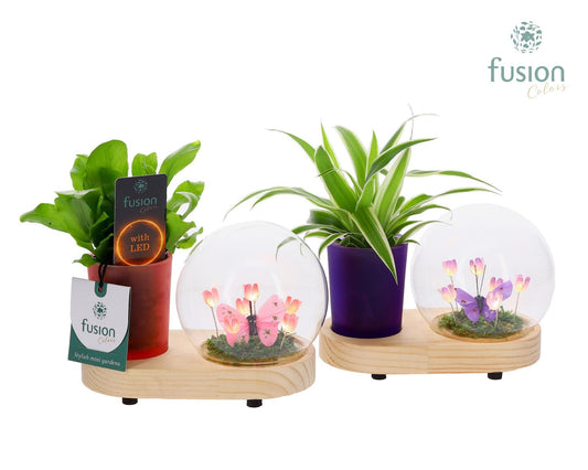 Houten planter LED Lichtbal Bloemen met groene planten 15cm 16cm Pot