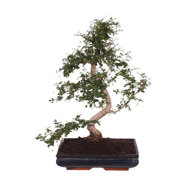 Bonsai mix 65cm 35cm Pot
