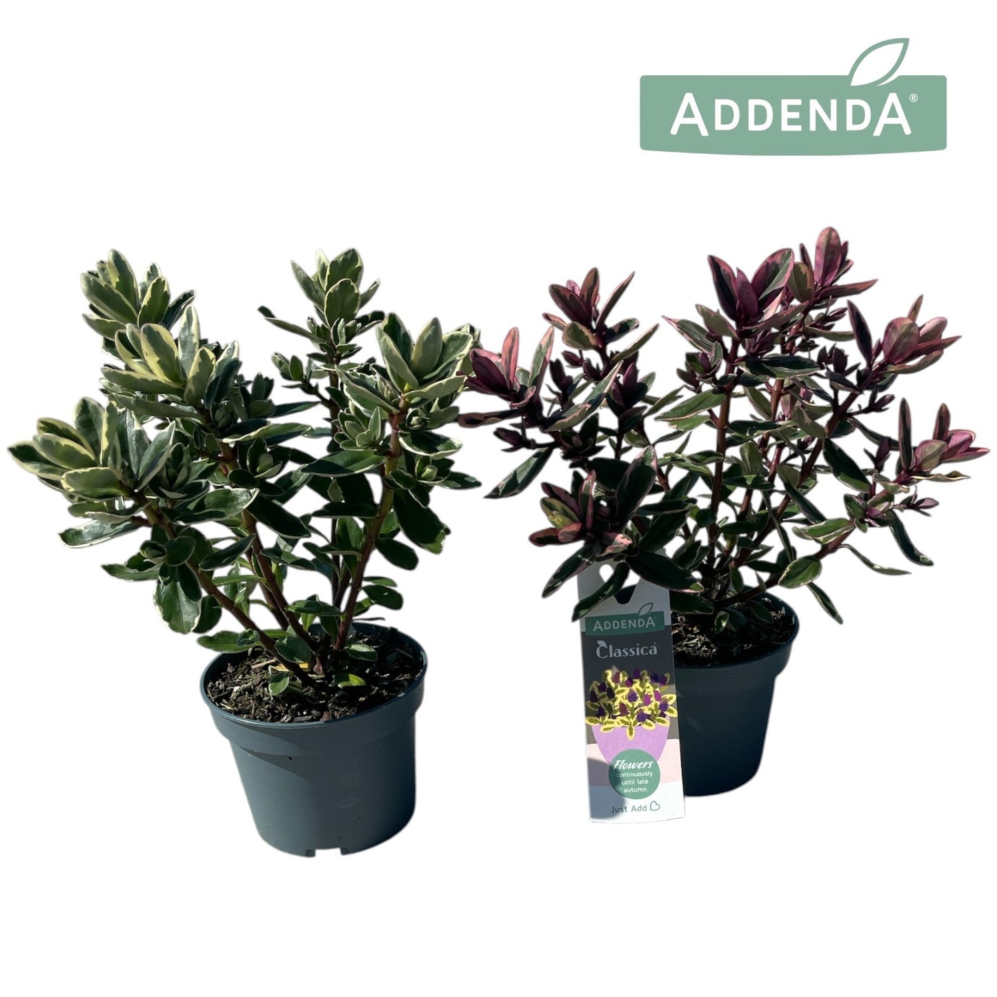 Hebe Addenda mix 30cm 12cm Pot