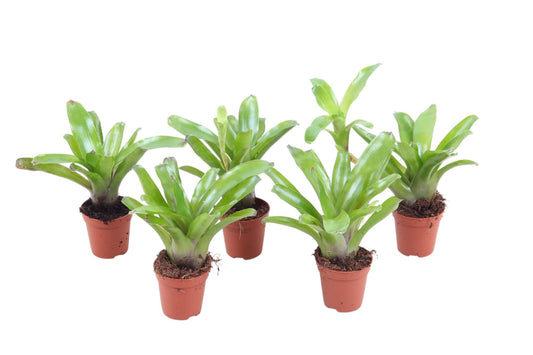 Nidularium Fire Ball 15cm 5.5cm Pot