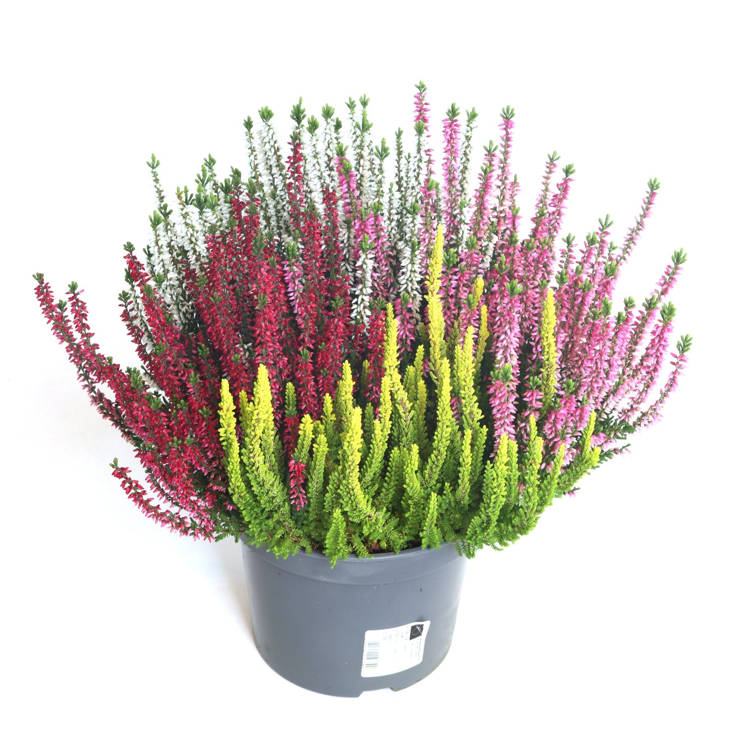 Calluna Beauty Ladies quattro 30cm 17cm Pot