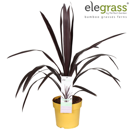 Cordyline australis Superstar 100cm 23cm Pot