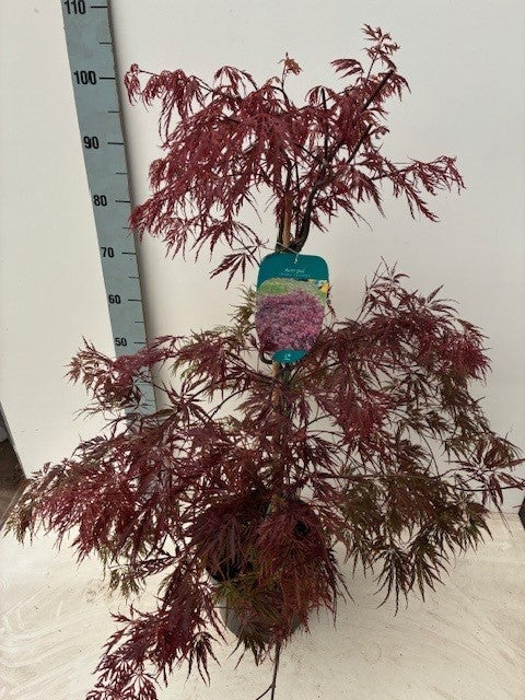 Acer Inaba-shidare 60cm 26cm Pot