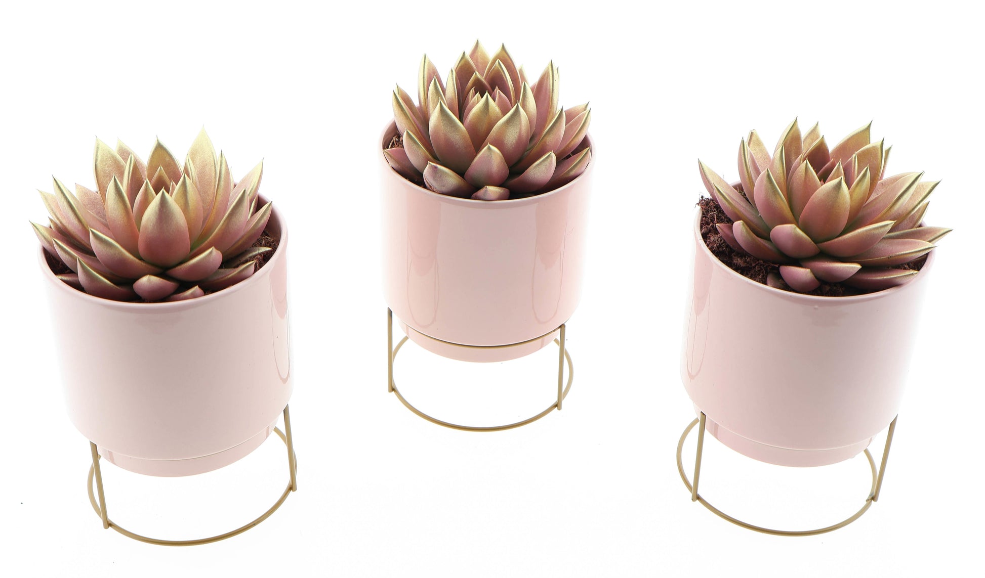Euro Cactus Holland Bv Pot love deluxe pink-gold Pack of 3