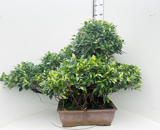 Bonsai Mix 95cm 50cm Pot