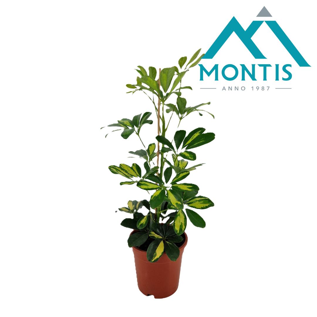 Schefflera Gold Capella 55cm 17cm Pot