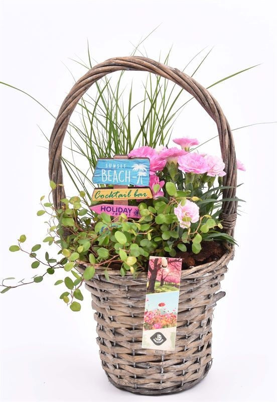 arr.  Plants 15cm Pot