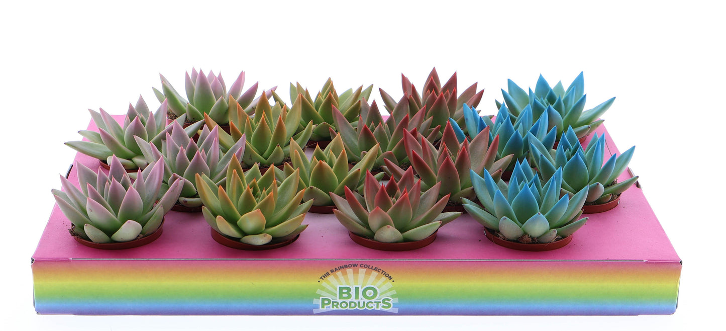 Rainbow tips mix 8cm 6cm Pot
