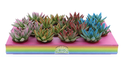Rainbow tips mix 8cm 6cm Pot