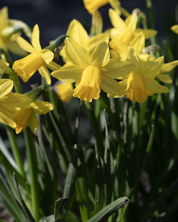Pure Plants Narcissus cyclamineus Pack of 12