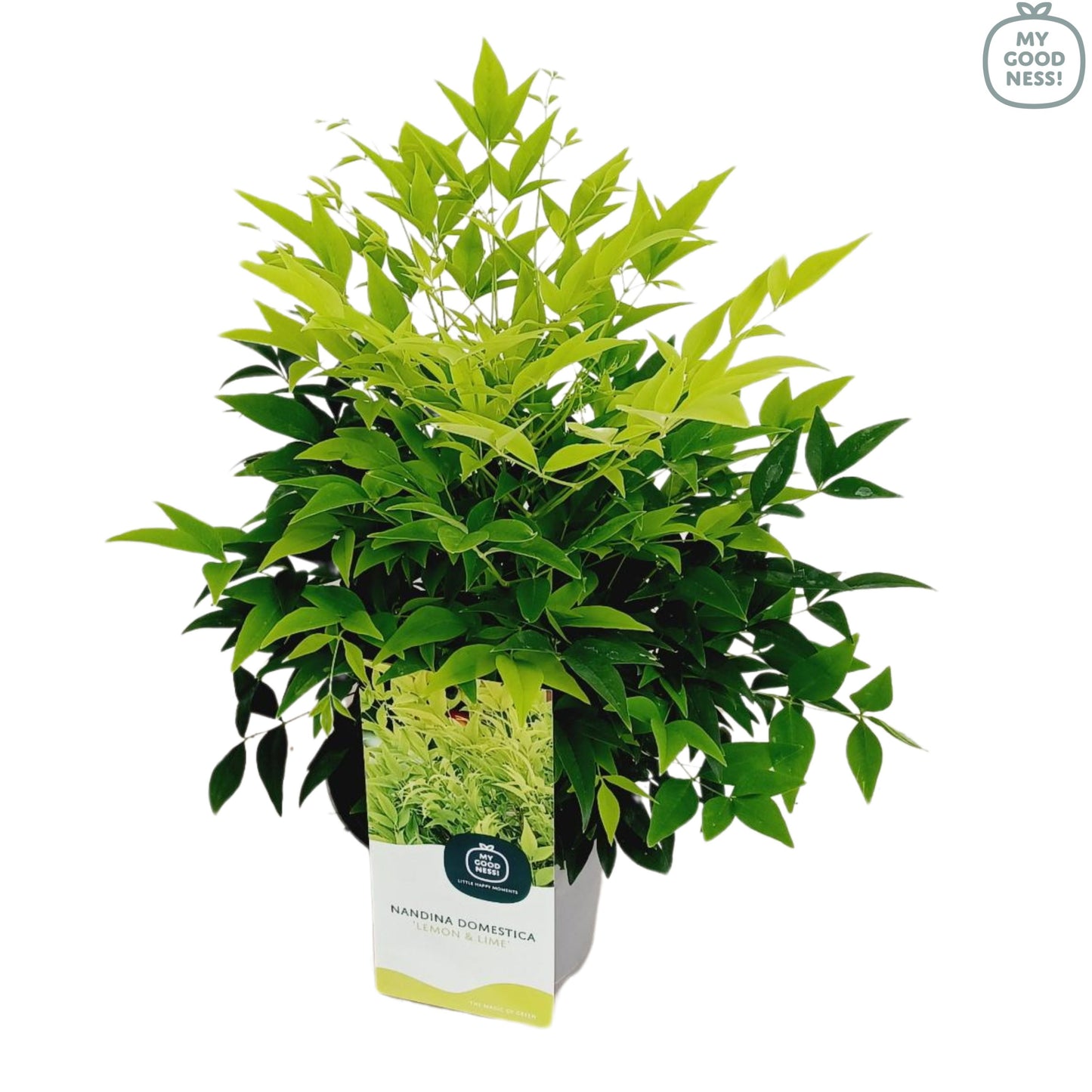 Nandina domestica 40cm 17cm Pot