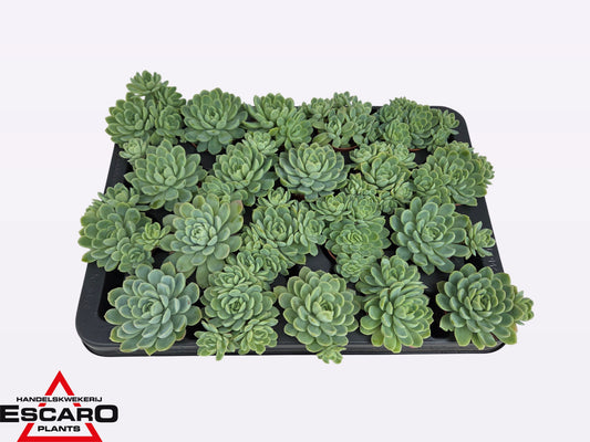 Echeveria elegans 7cm 5.5cm Pot
