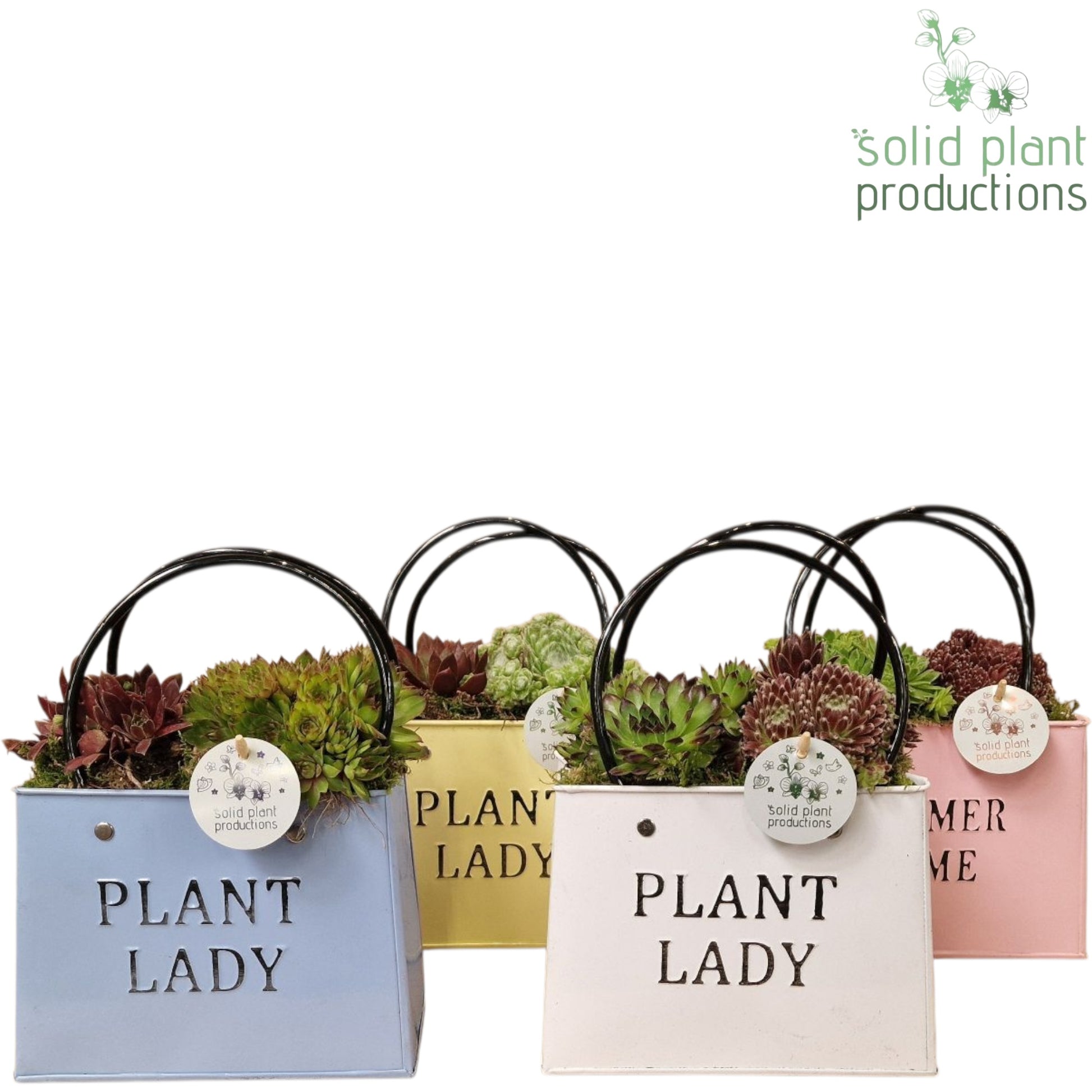SMP006 Summer Bag Mix Sempervivum 28cm 18cm Pot
