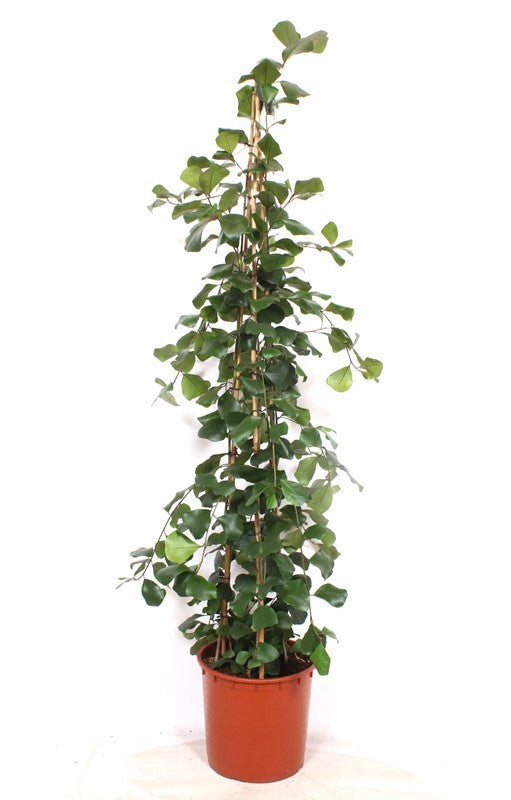 Ficus nat. Trinova 180cm 34cm Pot