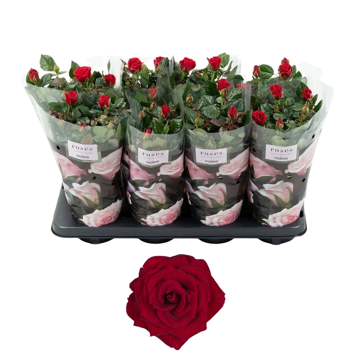 Rosa red 36cm 13cm Pot