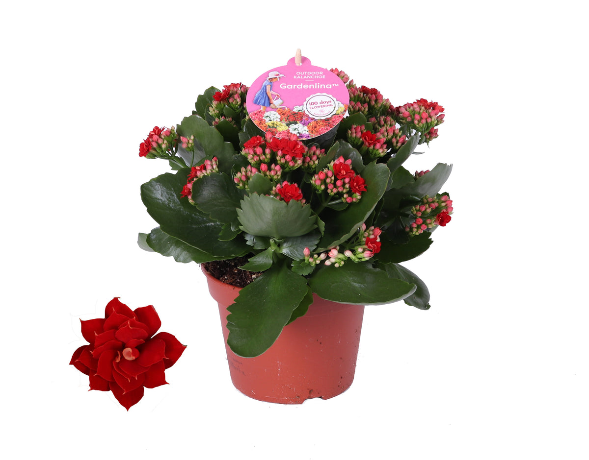 Kalanchoe double Gardenlina mix 27cm 15cm Pot
