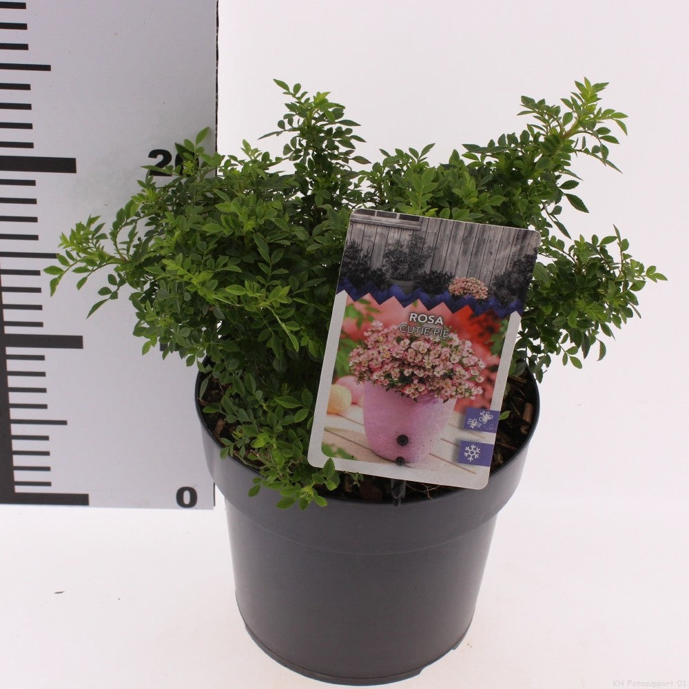 Roses mix 15cm 17cm Pot