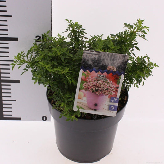 Roses mix 15cm 17cm Pot