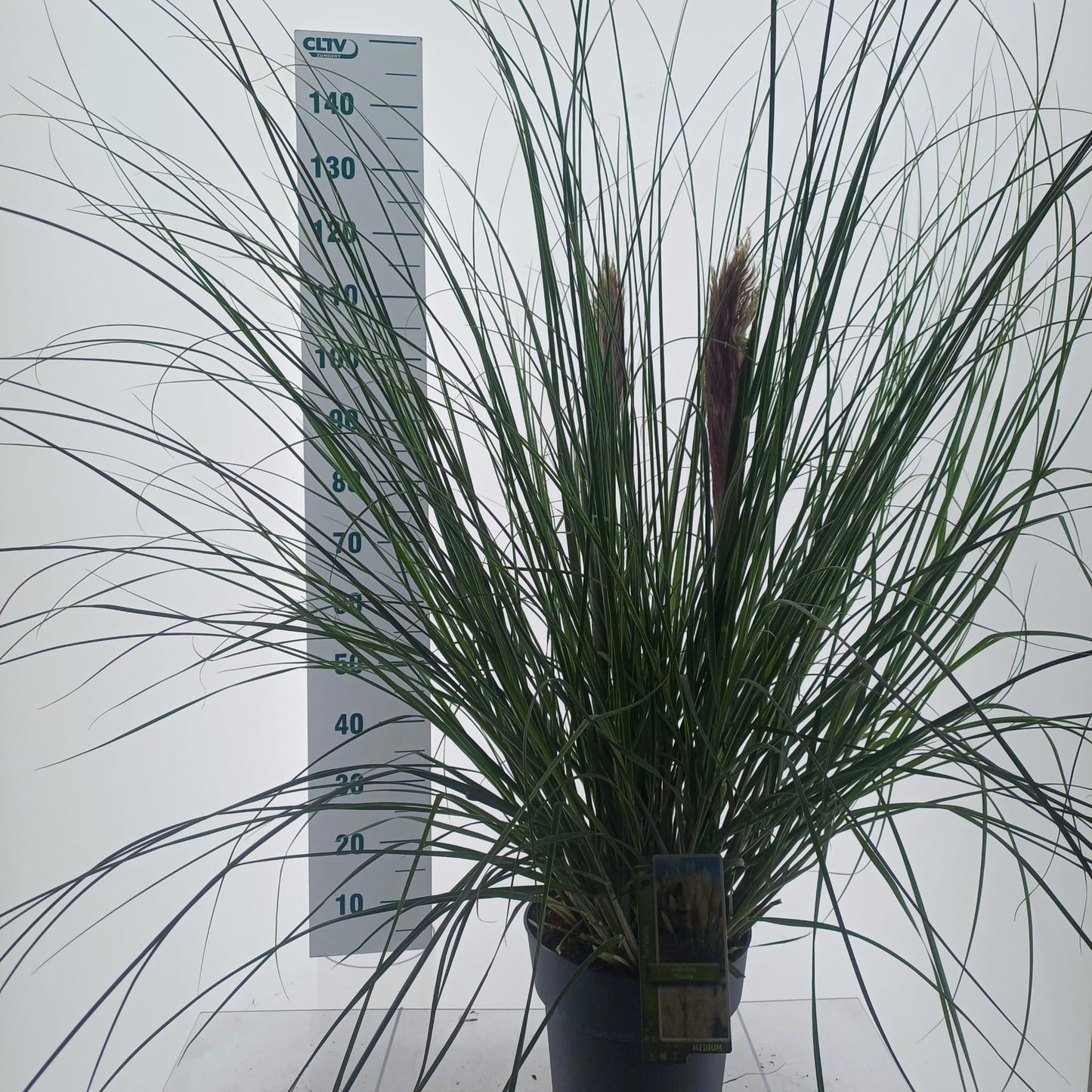 Cortaderia selloana 140cm 23cm Pot