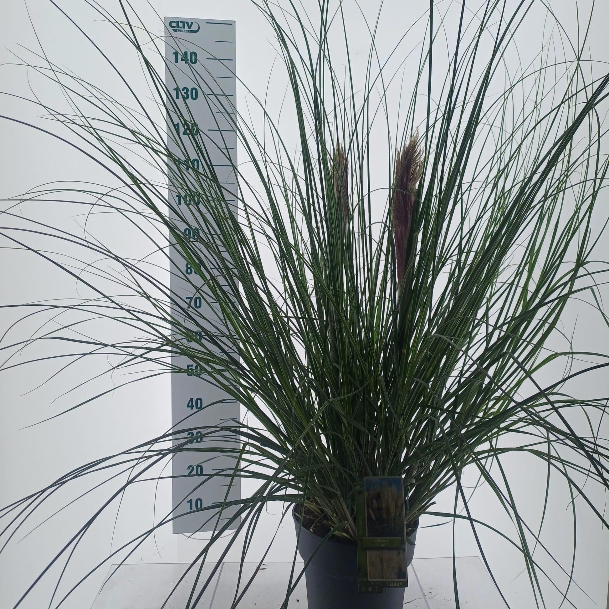 Cortaderia selloana 140cm 23cm Pot