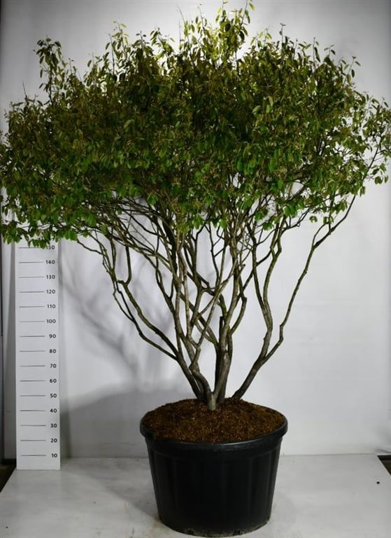 Amelanchier lamarckii 280cm 80cm Pot