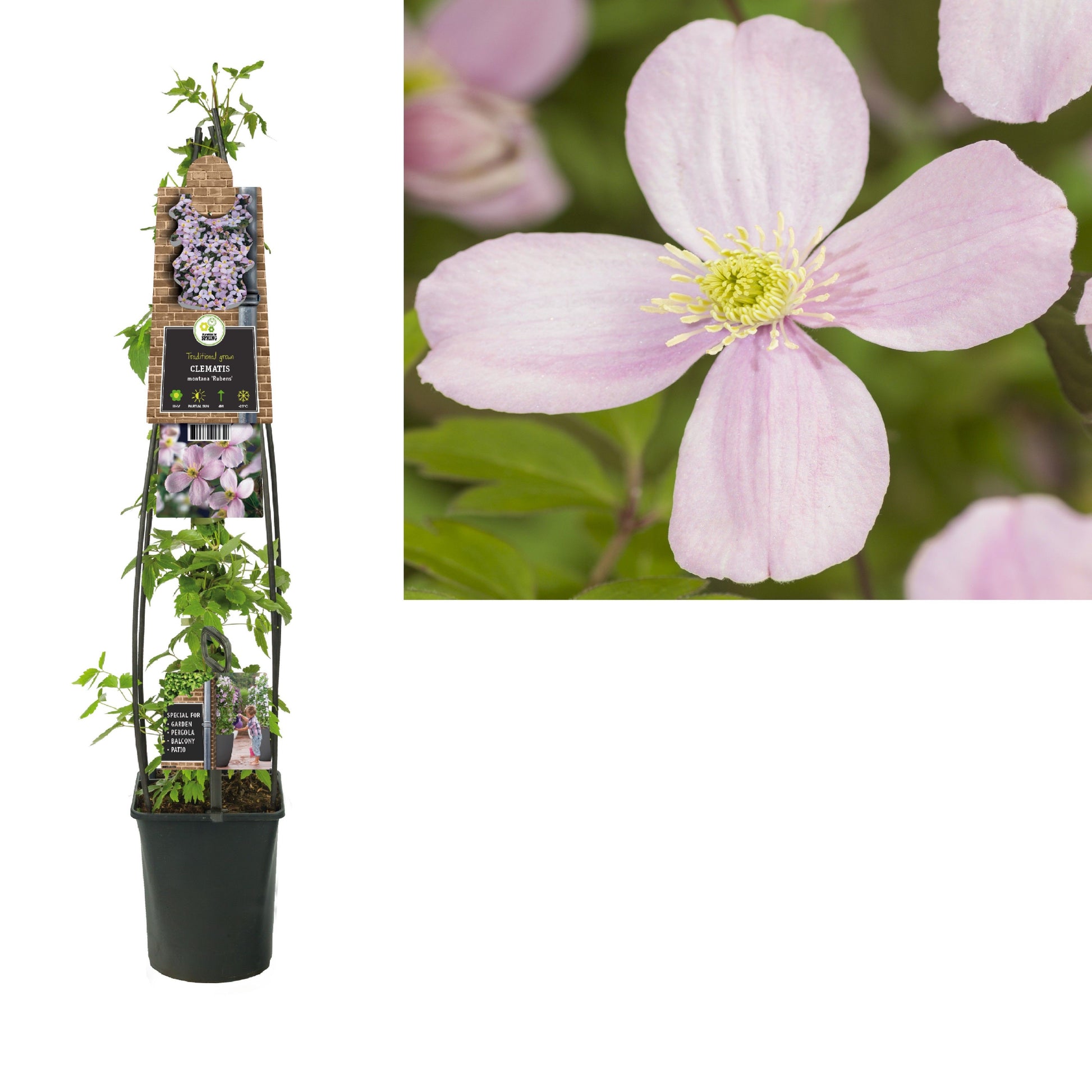 Clematis montana Rubens 115cm 23cm Pot
