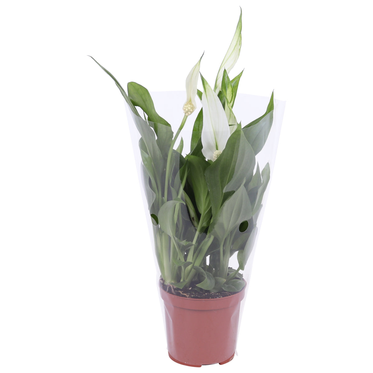 Spathiphyllum Pearl Cupido 24cm 7cm Pot