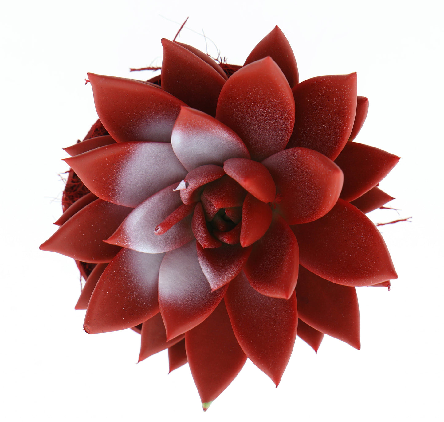 Rainbow Turkey 12cm 510cm Pot