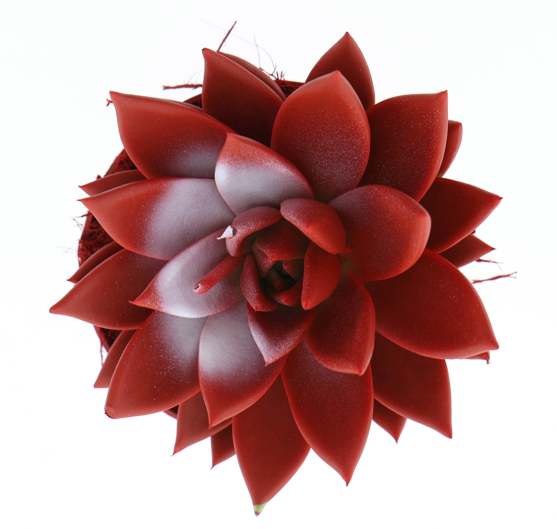 Rainbow Turkey 12cm 510cm Pot