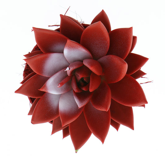 Rainbow Turkey 12cm 510cm Pot