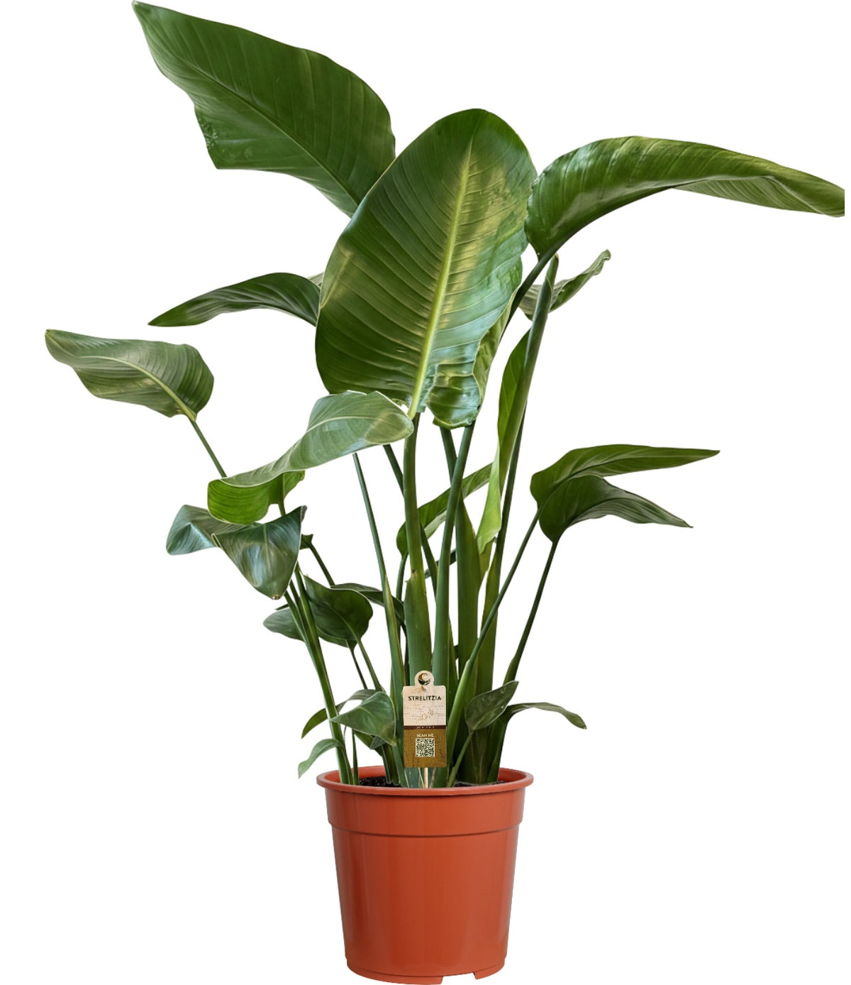 Strelitzia nicolai 90cm 21cm Pot