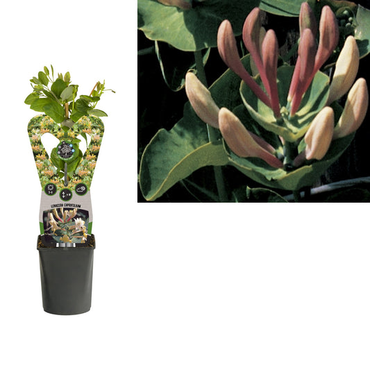 Lonicera caprifolium 40cm 11cm Pot