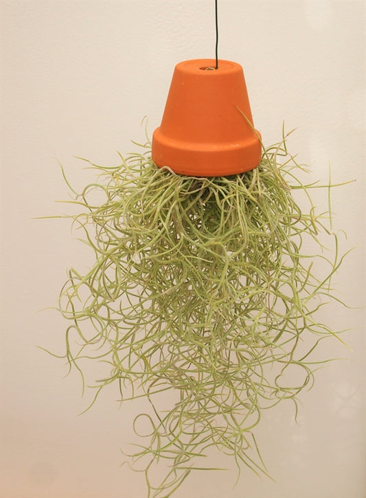 Tillandsia usneoides