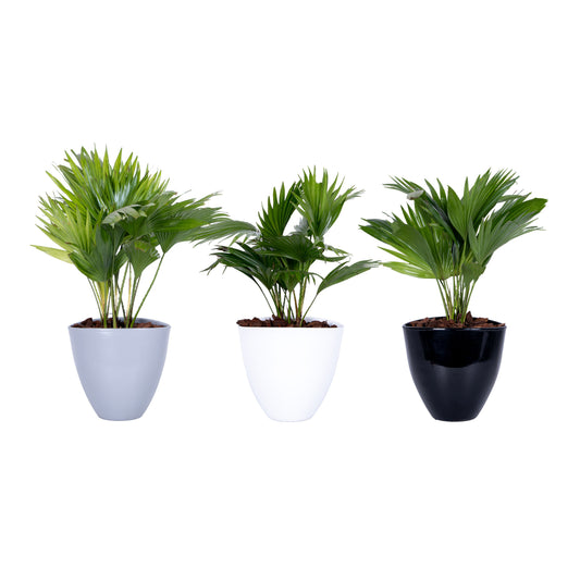 Livistona rotundifolia 55cm 22cm Pot