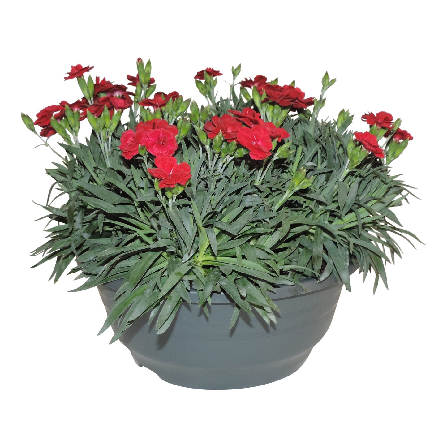 Dianthus Oscar Red 15cm 23cm Pot