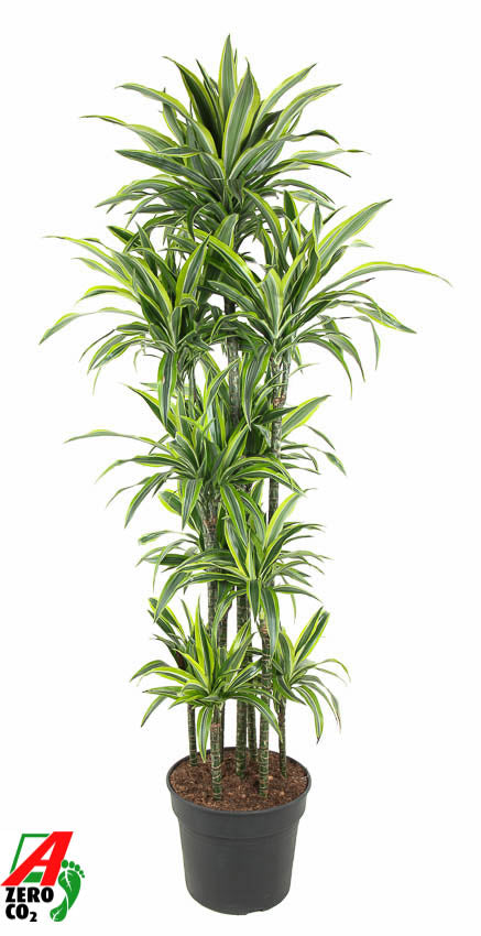 Dracaena fragrans Lemon Lime caroussel 200cm 40cm Pot