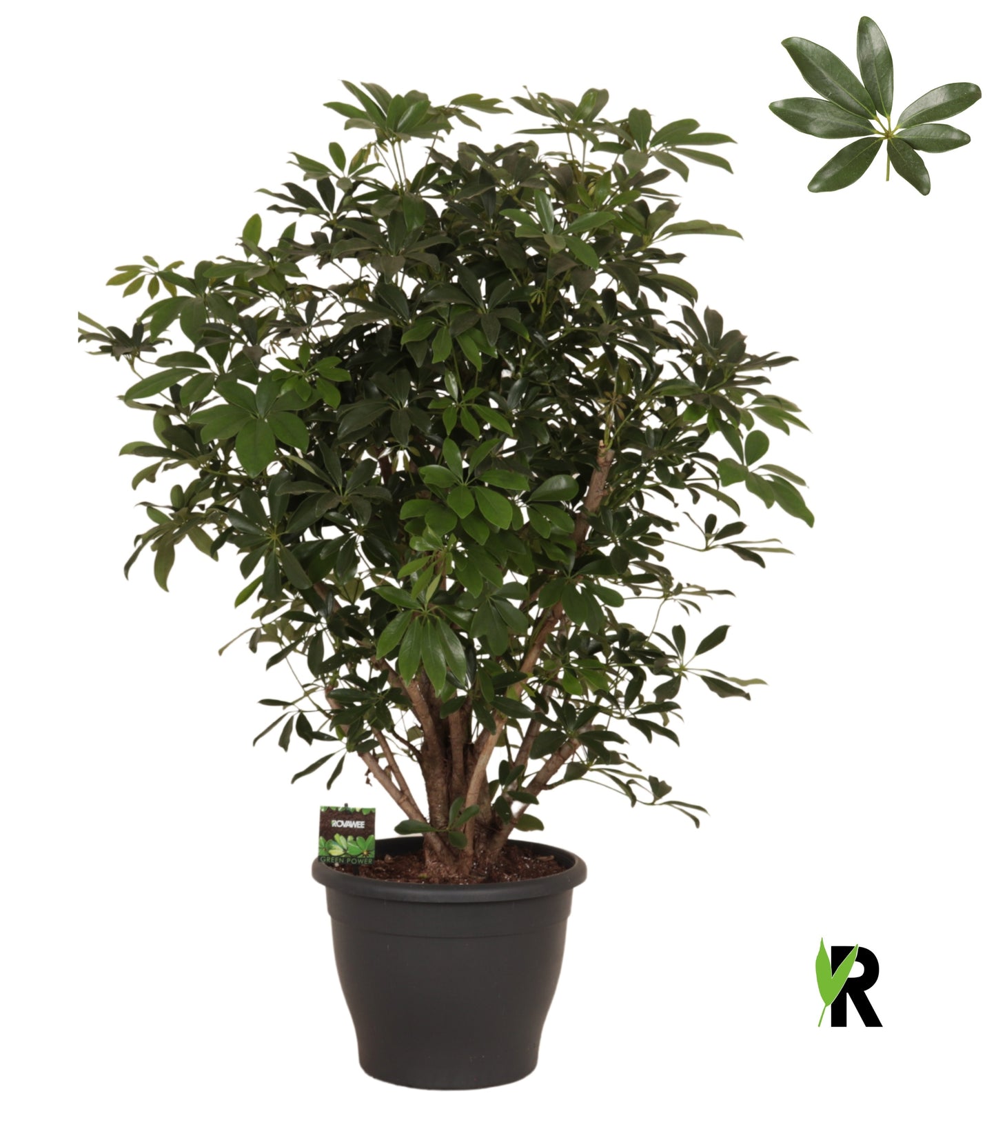 Schefflera Compacta 120cm 34cm Pot