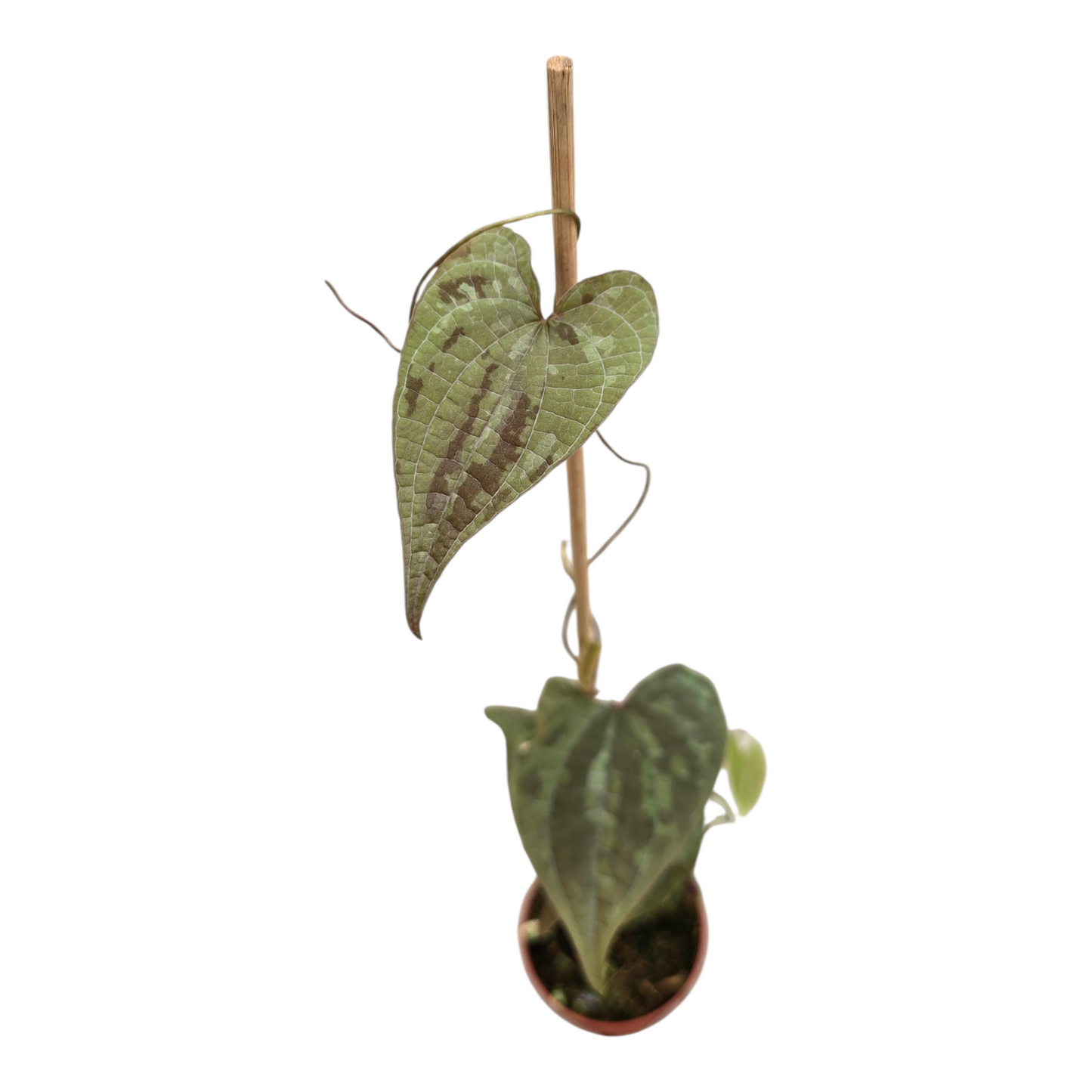 Casa Botanica Dioscorea elephantipes Pack of 5